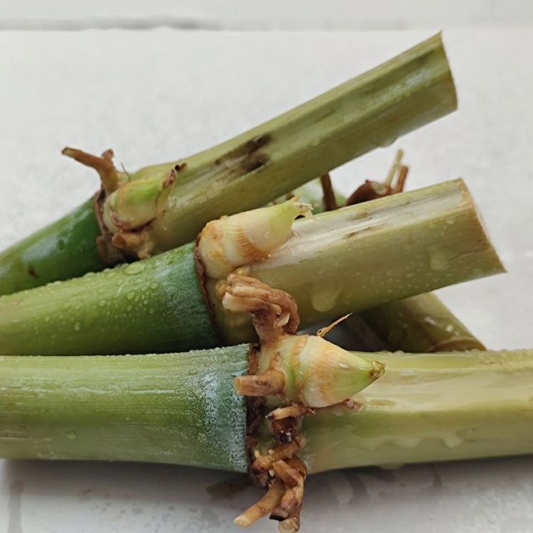 巨菌草 巨菌草