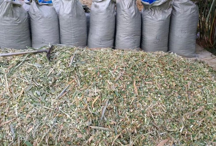 巨菌草 巨菌草