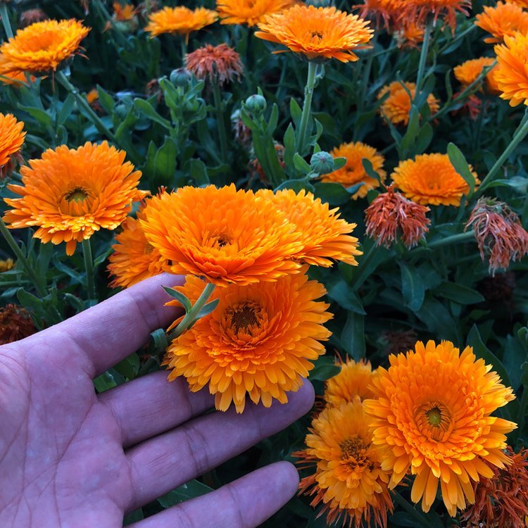 金盞花 金盞花