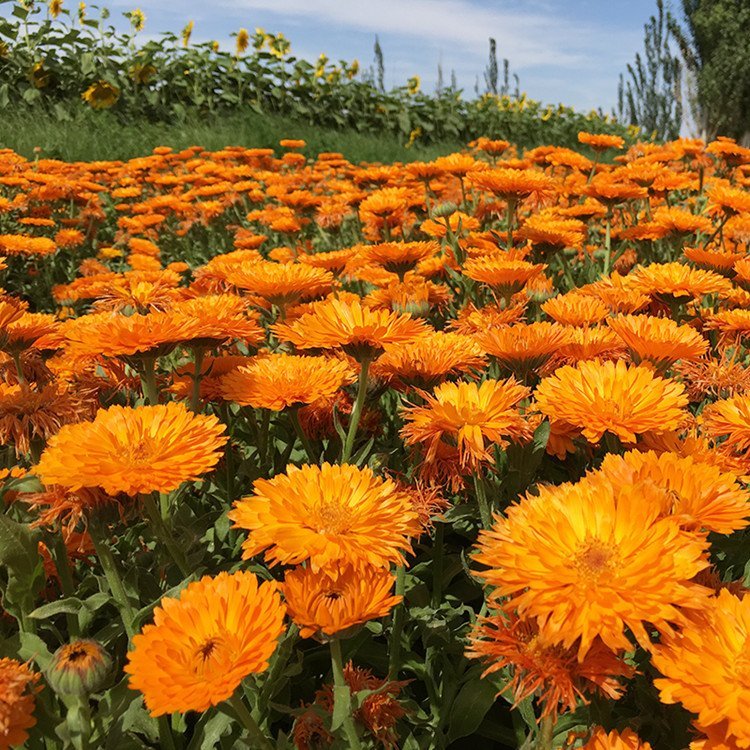 金盞花 金盞花