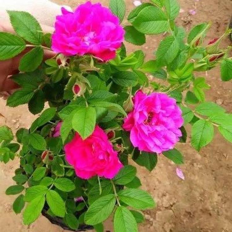 豐花玫瑰 豐花玫瑰