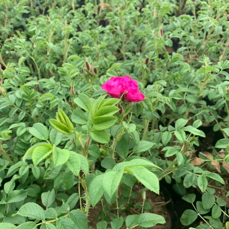 豐花玫瑰 豐花玫瑰