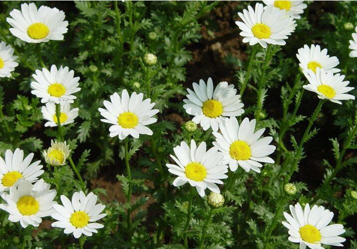 白菊花朵圖片 白菊花朵圖片