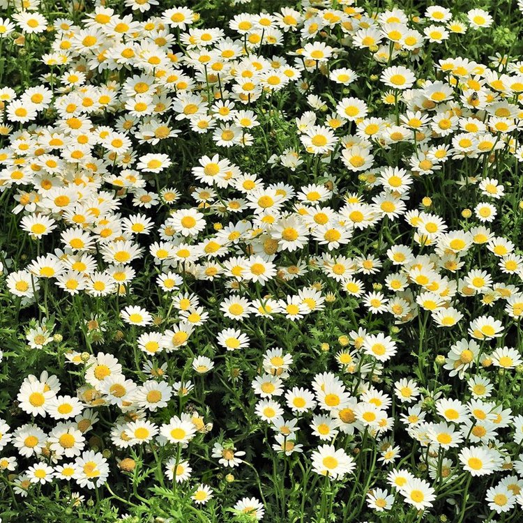 白菊花朵圖片 白菊花朵圖片